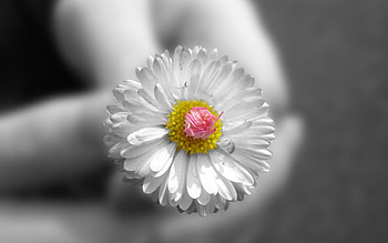 Flower, Macro, Hands, Small HD wallpaper