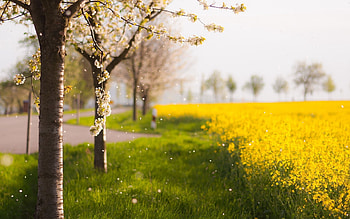 Nature, Flowers, Grass, Wood, Tree HD wallpaper