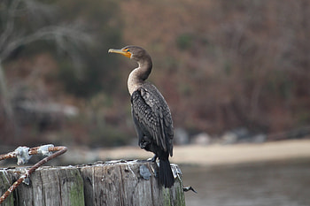In search of cormorant, Nature exploration, Feathered quest, Avian grace HD wallpaper