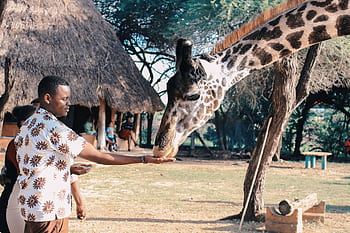 An adult man feeds a giraffe at an outdoor wildlife park in Africa, capturing a close interaction with nature. HD wallpaper