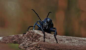 Macro, Insect, Mustache, Moustache, Bug, Beetle HD wallpaper