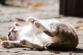 Cat, kitten, kitty, cats, cute, sleepy, sleeping, beauty, animals, hat, sweet, beautiful, paws, cat face, pretty, face, lovely HD wallpaper
