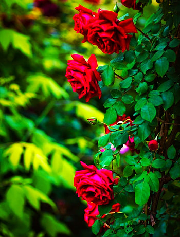 Roses wallpaprr, red, magenta HD phone wallpaper