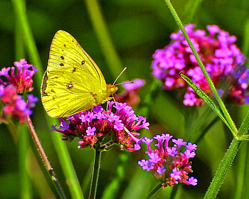 Sulphur, feeding, pink, butterfly, flower, green, yellow and black HD wallpaper