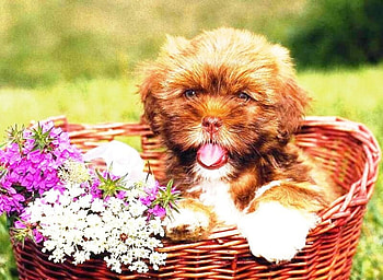 puppy in a basket, basket, puppy HD wallpaper