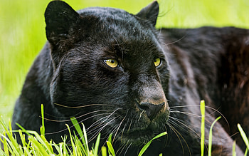 Black Panther, Animal, , Christopher HD wallpaper