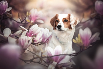 Kooikerhondje, dog, puppy, doggo, flower HD wallpaper