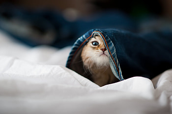 Animals, Kitty, Kitten, Muzzle, Playful, Jeans, Peek Out, Look Out HD wallpaper
