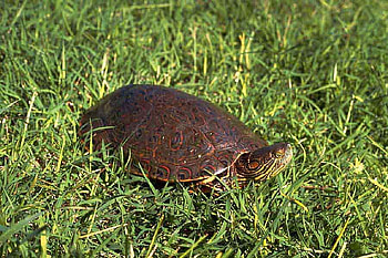 Turtle in Grass, turtle, cool, in grass HD wallpaper