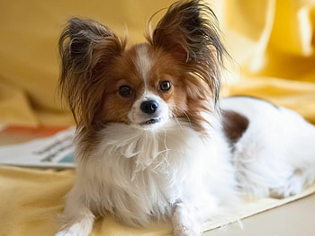 Papillon Dog, Top-quality backgrounds, Lovely pet, Best HD wallpaper