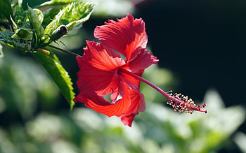 Hibiscus, plant, red, flower HD wallpaper