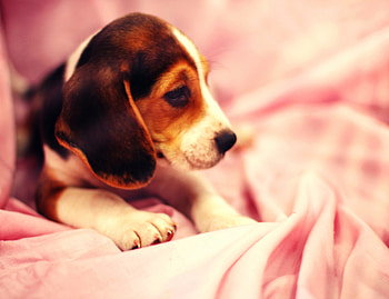 Sweet Girl✿, dog, print in my heart, animals, pet, paw, sweet, pale, soft, girl, beautiful, puppy, pink, love, lovable, friendship, lovely, forever, sweetheart HD wallpaper