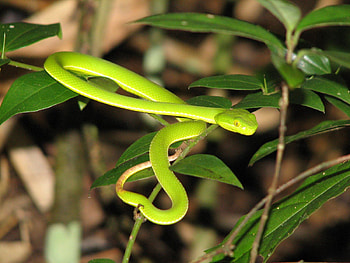 Grass, Leaves, Macro, Bright, Snake HD wallpaper