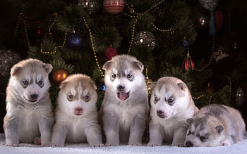 Puppies, animal, puppy, craciun, husky, christmas, cute HD wallpaper