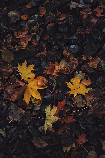 Nature, Autumn, Leaves, Maple Leaf HD phone wallpaper