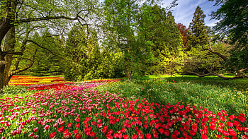 Mainau Island, Lake Bodensee, Germany, trees, garden, tulips, blossoms HD wallpaper