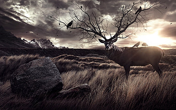 Animals, Landscape, Deers HD wallpaper