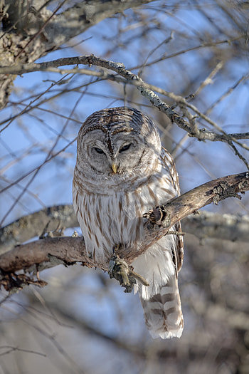 Animals, Owl, Feather, Wood, Beak, Tree HD phone wallpaper