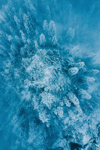 Nature, Trees, Snow, View From Above, Forest HD phone wallpaper