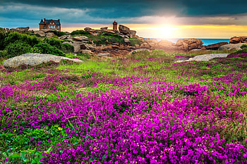 Wildflowers st sunset, colorful, coast, house, landscape, France, magical, flowers, amazing, sky, sunset HD wallpaper