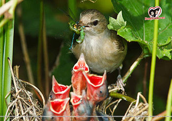 oiseau, il, belle, mange HD wallpaper