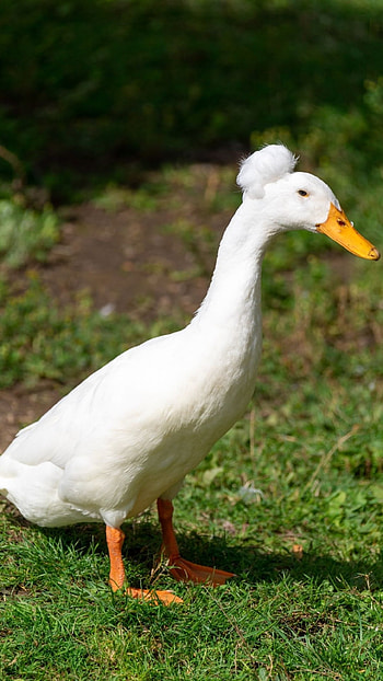 Duck, Cute White Duck HD phone wallpaper