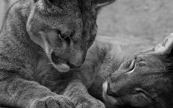 Pure love, animals, cats, cute, lions, nice HD wallpaper