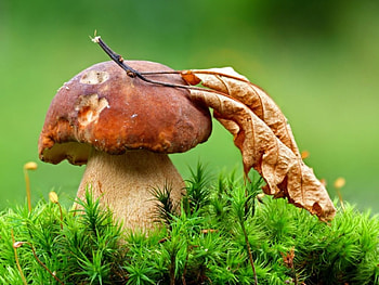 Mushroom, grass, nature, food HD wallpaper