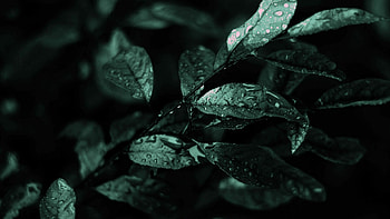 Macro plant , Close-up details HD wallpaper