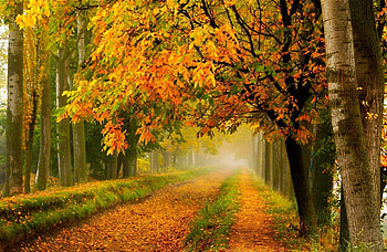An old road, grass, forests, orange, beauty, leaves, green, branches, fallen, trees, road, nature, twigs, foliage, natural, graphy, foggy, nostalgia, Fall, birch HD wallpaper