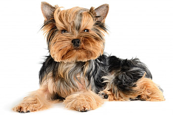 * Dog *, dog, animal, dogs, animals HD wallpaper