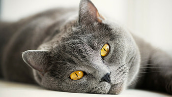 British Cat, Cat eyes, British Shorthair HD wallpaper