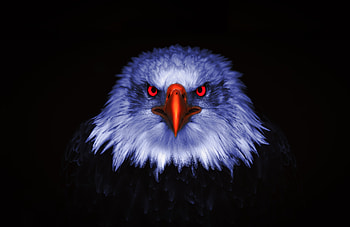 Eagle, Raptor, red eyes, close up HD wallpaper