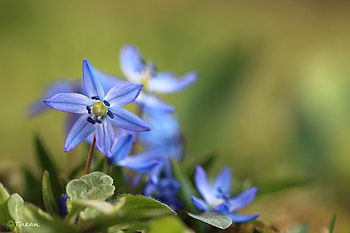 Siberian squill, nowotna, grazyna, squill, flowers, spring, siberian HD wallpaper