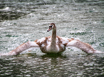 Swan, bird, lake, flight HD wallpaper