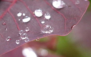 Nature's Diamonds, glimmer, beads, floral, dewdrops, pretty, sparkle, nature, flowers, diamonds, dew HD wallpaper