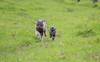 Animals, Cats, Grass, Couple, Pair, Run Away, Run HD wallpaper