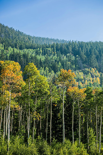 Nature, Trees, Forest, Spruce, Fir, Birch HD phone wallpaper