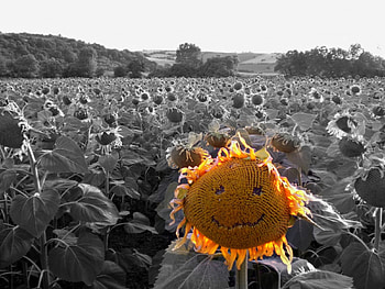 Happy Sunflower, Field, Abstract, Sunflower, Black and White HD wallpaper