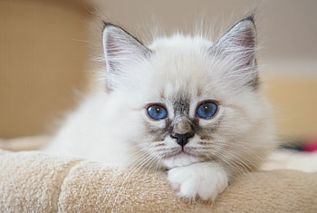 Kitten, white, pisici, blue eyes, birmaneze, cute, cat, paw HD wallpaper