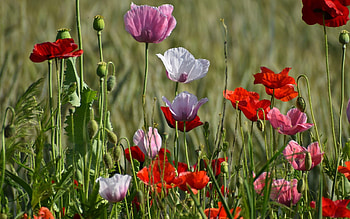 Poppies, meadow, nature, flowers HD wallpaper