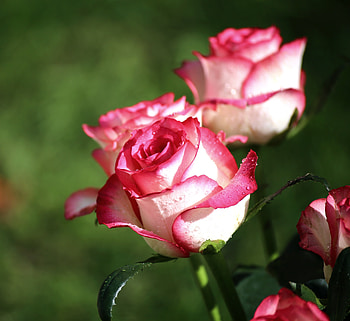 Roses, bloom, white pink flowers HD wallpaper