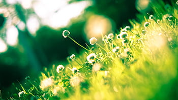 A vibrant and lush meadow bathed in sunlight with blooming white flowers symbolizing springtime. HD wallpaper