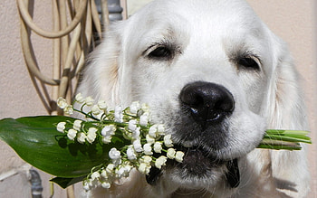 Animals, Flowers, Lily Of The Valley, Dog, Muzzle, Bouquet, Nose HD wallpaper