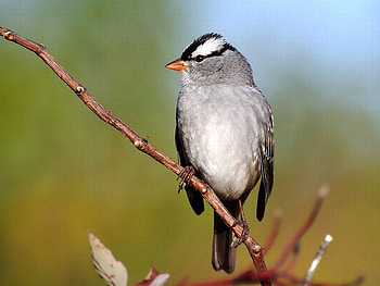 Little Bird, cute, bird, , little HD wallpaper