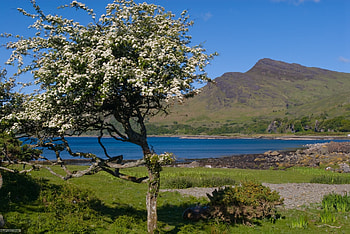 Loch Buie - Scotland, Loch Buie, Scottish Highlands, Scottish Lochs, Scotland HD wallpaper