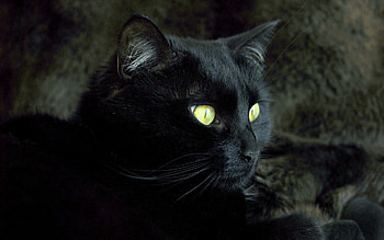 Animals, Dark, Cat, Muzzle, Eyes, Color HD wallpaper