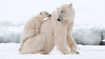 Snowy bear , Winter wilderness, Arctic charm, Snow-capped beauty HD wallpaper