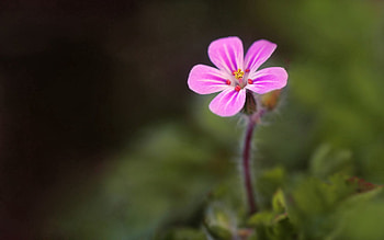 Grass, Background, Flower, Macro, Bright HD wallpaper