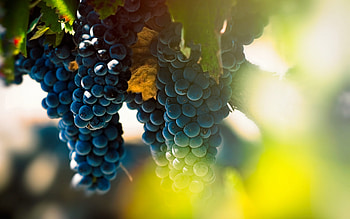 grapes, evening, sunset, vineyard, bunches of grapes, fruits, summer, grapes concepts HD wallpaper